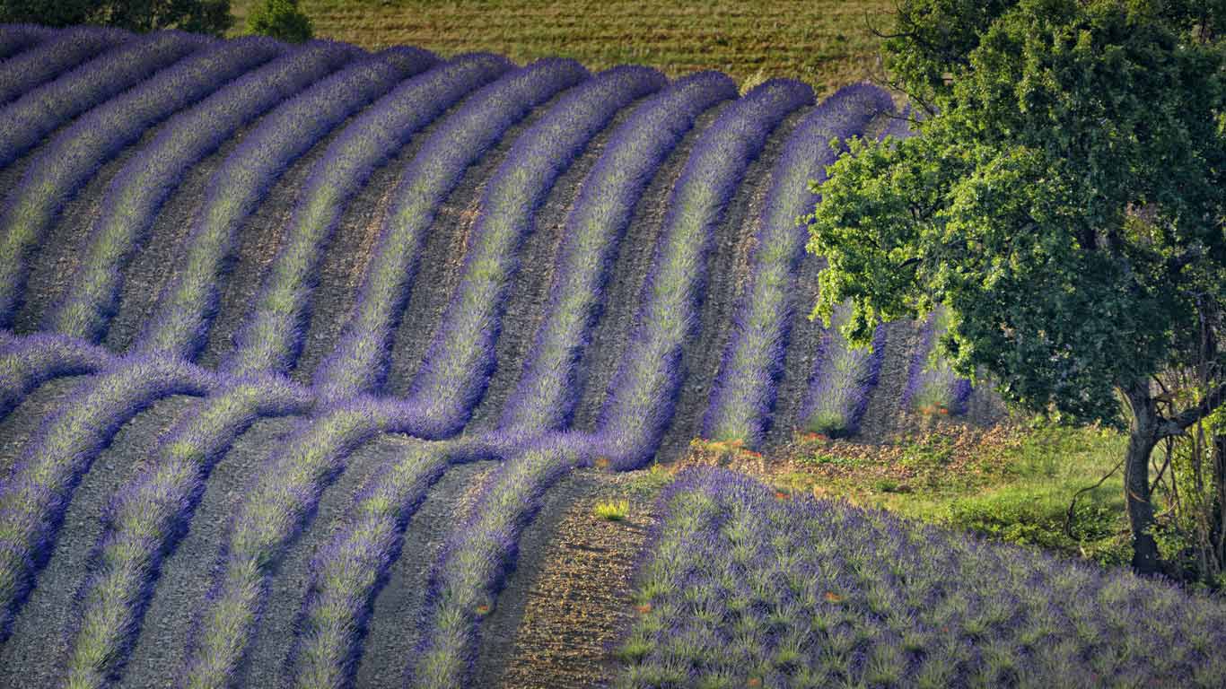 法国，普罗旺斯-阿尔卑斯-蓝色海岸，瓦朗索勒的薰衣草田 (© Marc Trigalou/Getty Images)(Bing China)