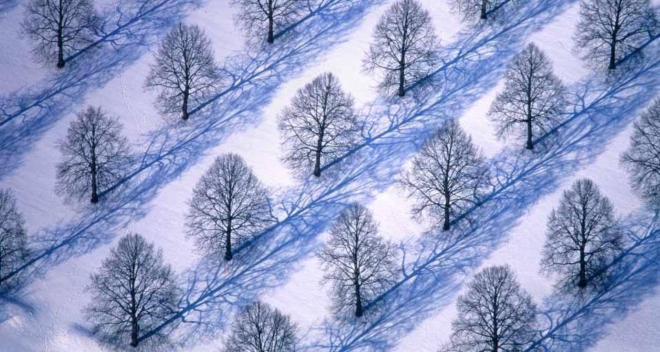 Linden trees in Munich, Germany (© Klaus Leidorf/Corbis) &copy; (Bing United States)