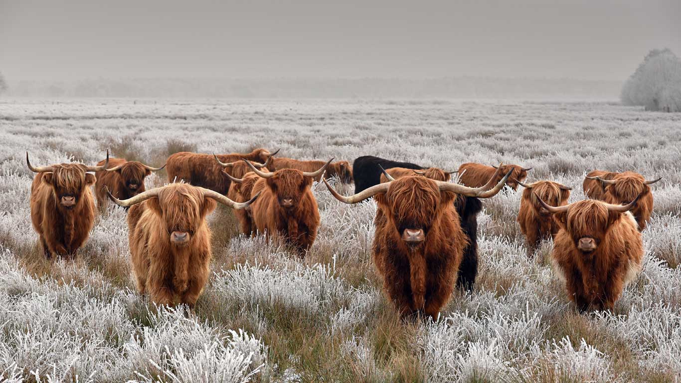 冬天的高地牛群 (© René van den Berg/Alamy)(Bing China)