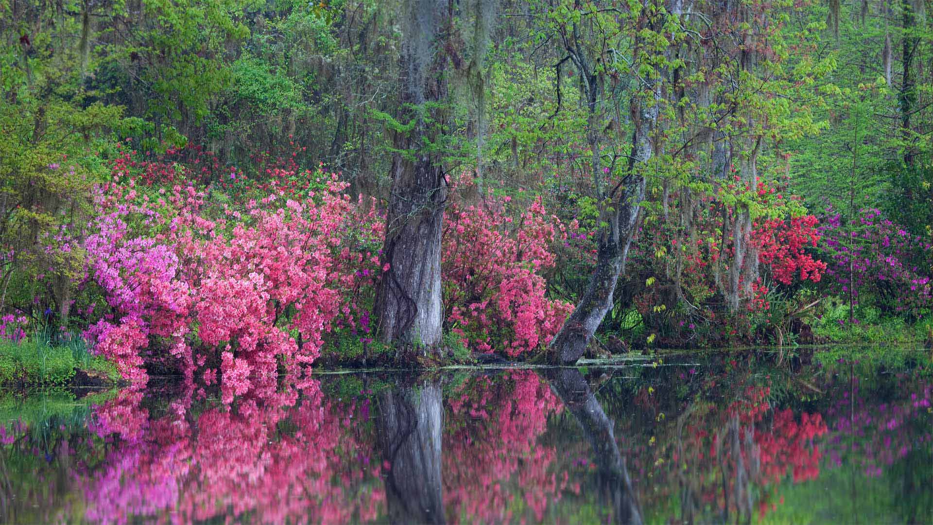 在玉兰种植园里盛开的杜鹃花，南卡罗来纳州查尔斯顿 (© Joanne Wells/Danita Delimont)(Bing China)