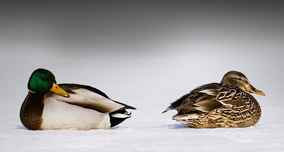 Two mallard on a snowy landscape at Lake Kussharo, Hokkaido, Japan -- Remy Woodhouse/Getty Images &copy; (Bing Australia)