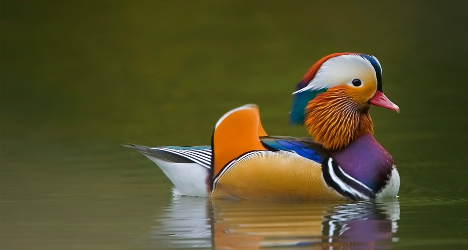 在湖中泛波的，是“鸳鸯”中的“鸳”鸟 -- David Slater/DanitaDelimont.com &copy; (Bing China)