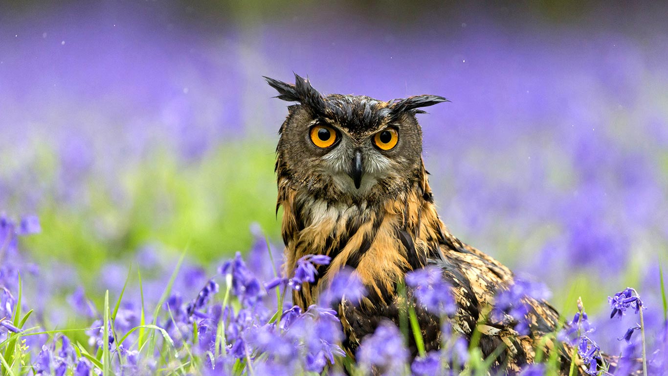 Eurasian Eagle-owl (Bubo bubo) standing amongst Bluebells during rainfall, Suffolk, England (© Paul Sawer/Corbis)(Bing United Kingdom)