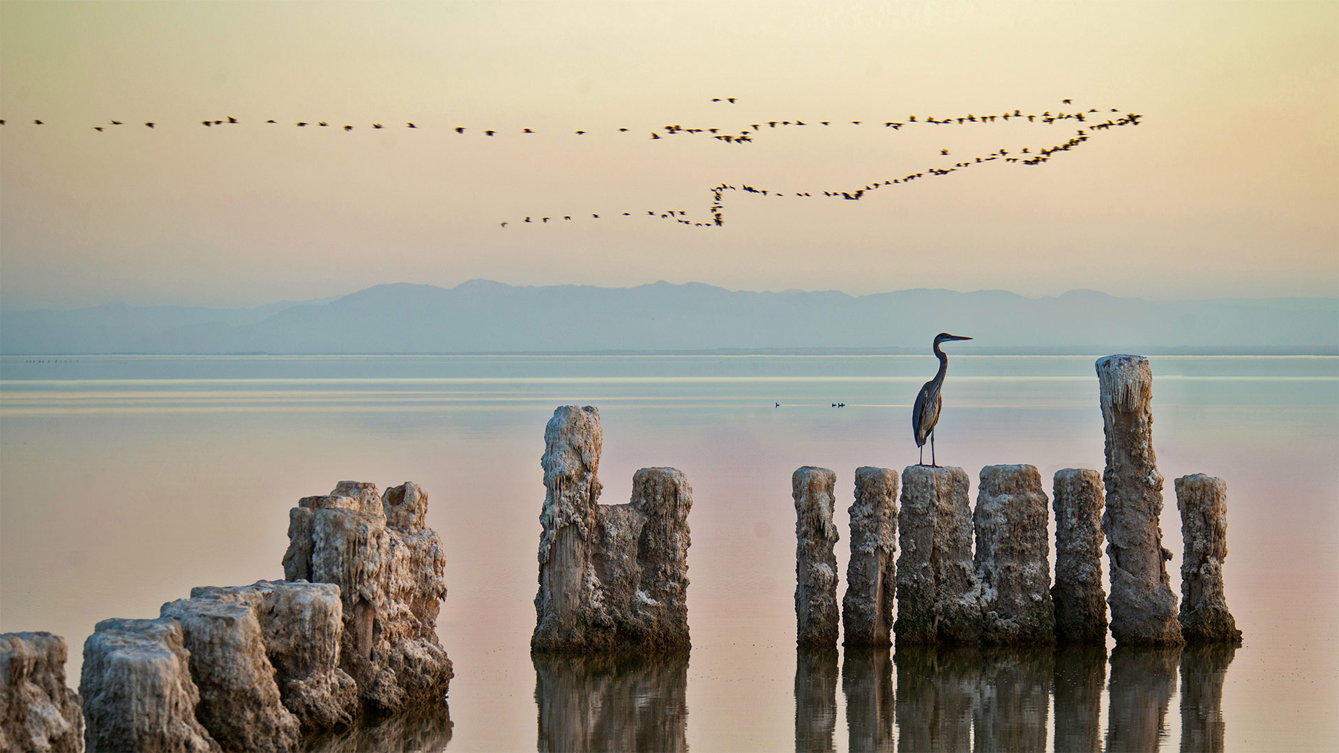 一只苍鹭栖息在加利福尼亚索尔顿海的木桩上 (© Garret Suhrie/Cavan Images)(Bing China)