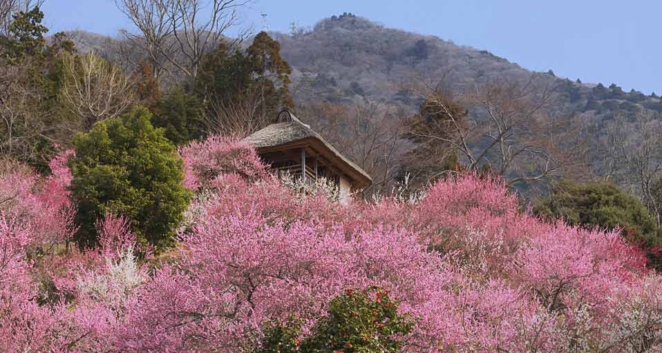 ｢筑波山梅林｣茨城, つくば市 -- Japan Travel Bureau/Photolibrary &copy; (Bing Japan)