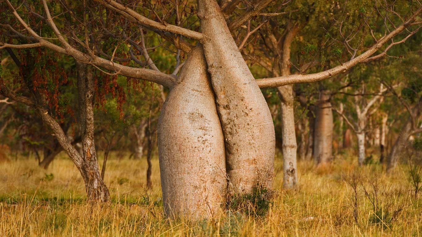澳洲猴面包树，西澳大利亚州金伯利地区 (© plainpicture/Cultura)(Bing China)