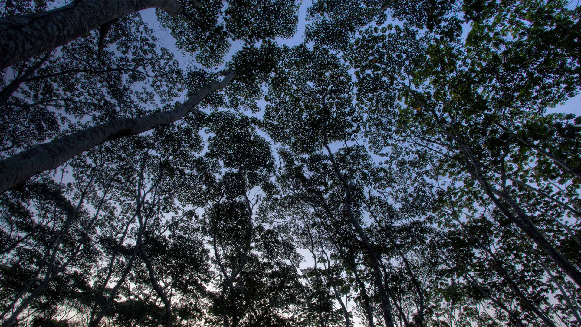 秘鲁亚马逊坦博帕塔国家保护区中的树冠 (© Patrick Brandenburg/Tandem Stills + Motion)(Bing China)