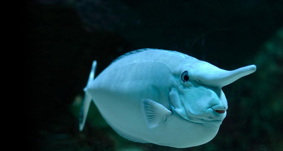 Whitemargin unicornfish (© Chris Hellier/Corbis) &copy; (Bing Canada)