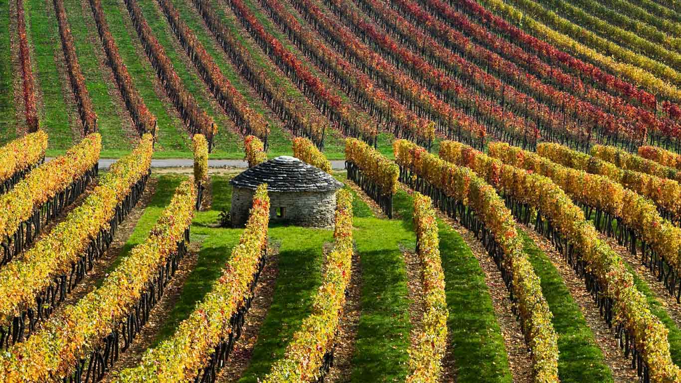 法国勃艮第的葡萄园 (© Hans Strand/plainpicture)(Bing China)