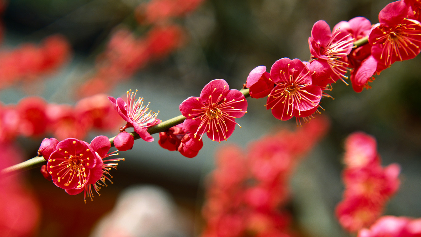 ｢北野天満宮の梅｣京都, 上京区 (© Akira Kaede/Getty Images)(Bing Japan)