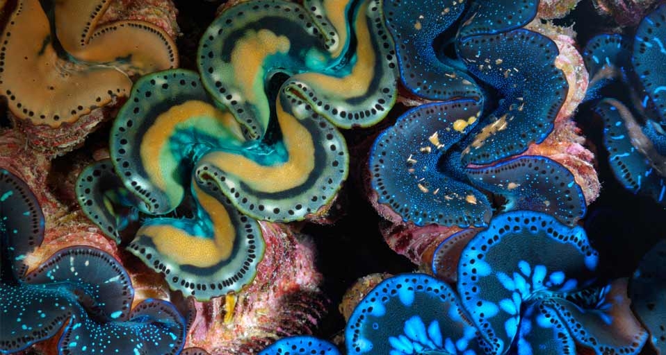 Mantles of giant clams in Kingman Reef, Pacific Ocean (© Brian J. Skerry/Getty Images) &copy; (Bing Canada)