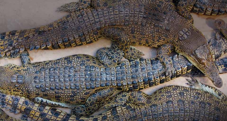 Crocodiles at Crocodylus wildlife park, Darwin, Northern Territory, Australia -- Andrew Watson/Axiom &copy; (Bing Australia)