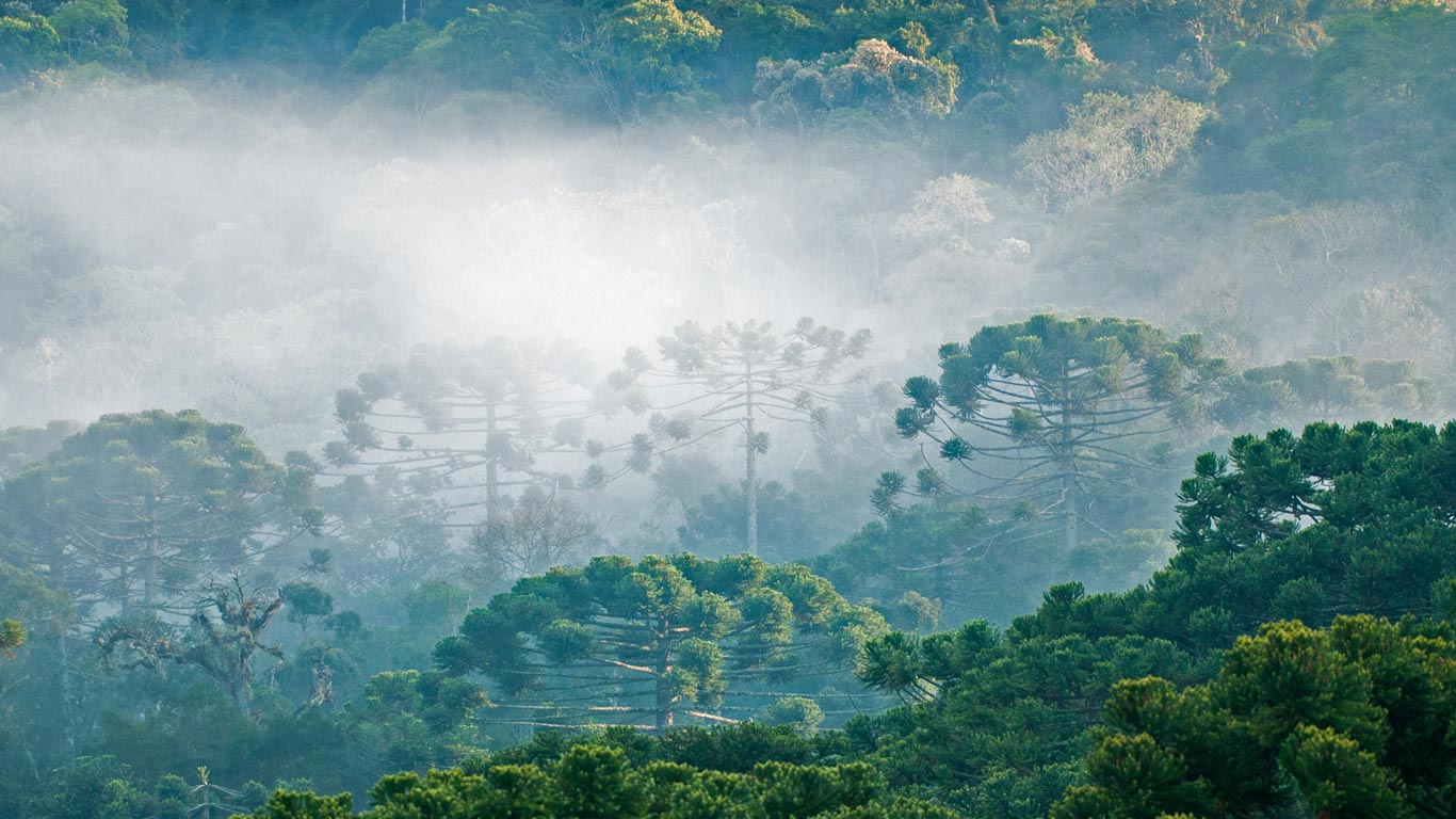 大西洋沿岸森林的巴西松 (© Ralph Clevenger/Getty Images)(Bing China)