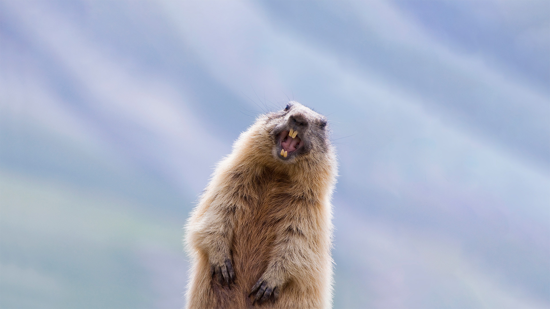 阿尔卑斯旱獭，奥地利陶恩山国家公园 (© Misja Smits/Minden Pictures)(Bing China)