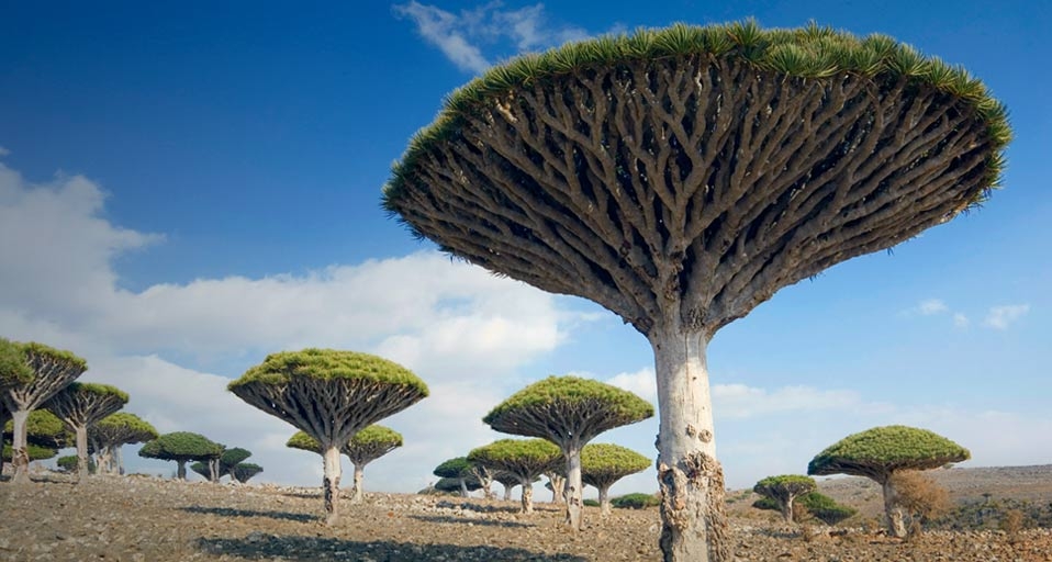 也门索科特拉岛上的龙血树 -- Tony Waltham/Getty Images &copy; (Bing China)