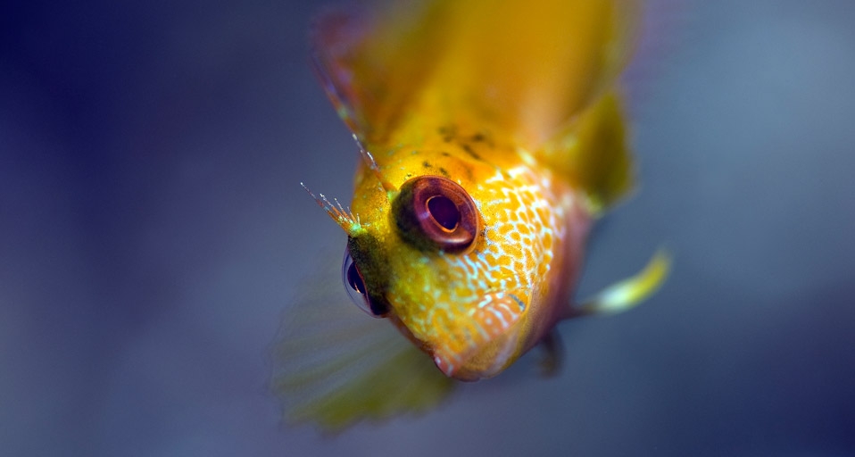 Blenny in Portofino, Italy (© SIME/eStock Photo) &copy; (Bing Canada)