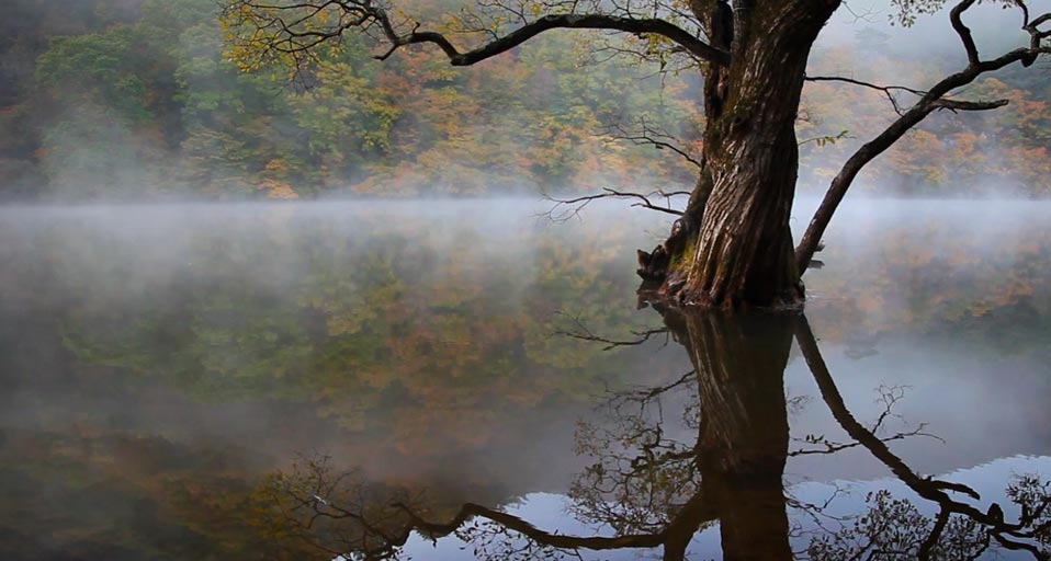 韩国庆尚北道注山池旁的老树 (© Multi-bits/Getty Images) &copy; (Bing China)