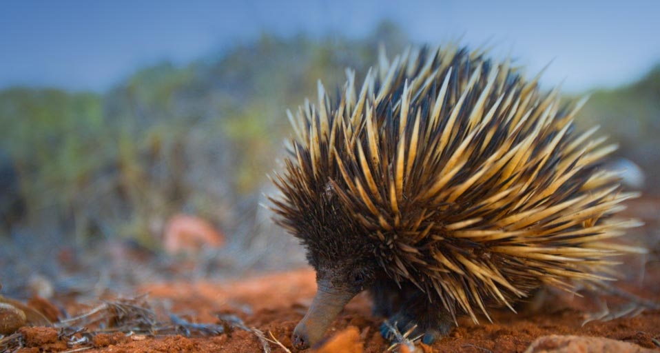 Thorsten Milse/age fotostock &copy; (Bing Australia)
