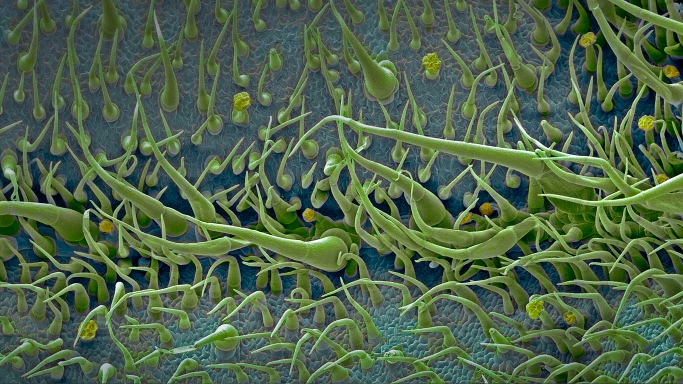 Surface of a tomato leaf (© Steve Gschmeissner/Science Photo/Getty Images)(Bing Canada)