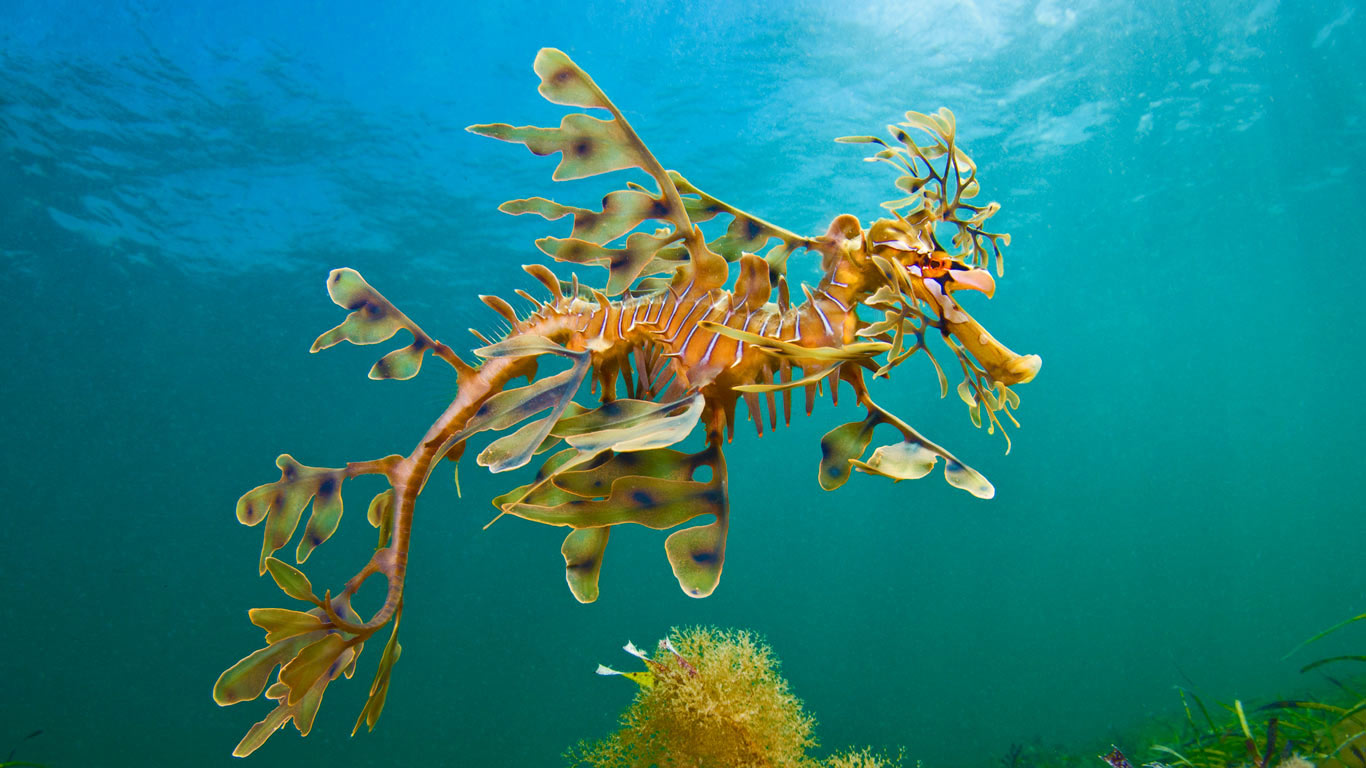 羊毛湾附近海域的叶形海龙，澳大利亚 (© Alex Mustard/Minden Pictures)(Bing China)