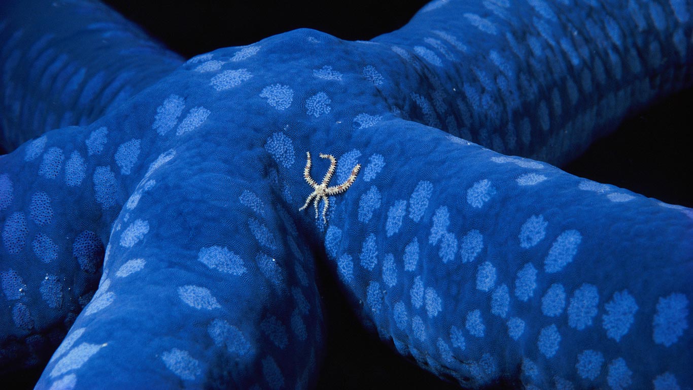 A brittle star wanders across a blue sea star off the coast of the Solomon Islands (© Birgitte Wilms/Minden Pictures)(Bing Canada)