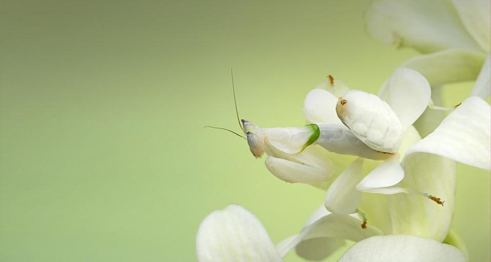 伪装中的兰花螳螂 (© FLPA/Bill Coster/agefotostock) &copy; (Bing China)