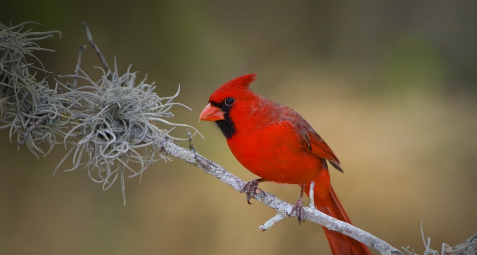 Northern Cardinal perched on a branch in the Rio Grande Valley of Texas -- Glenn Bartley/Photolibrary &copy; (Bing Canada)