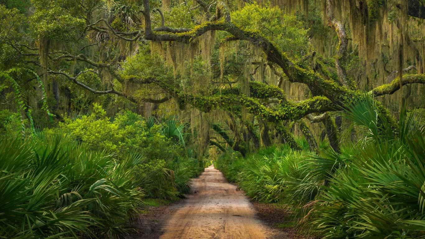 坎伯兰岛的海岸森林，美国佐治亚州 (© Chris Moore/Tandem Stills + Motion)(Bing China)