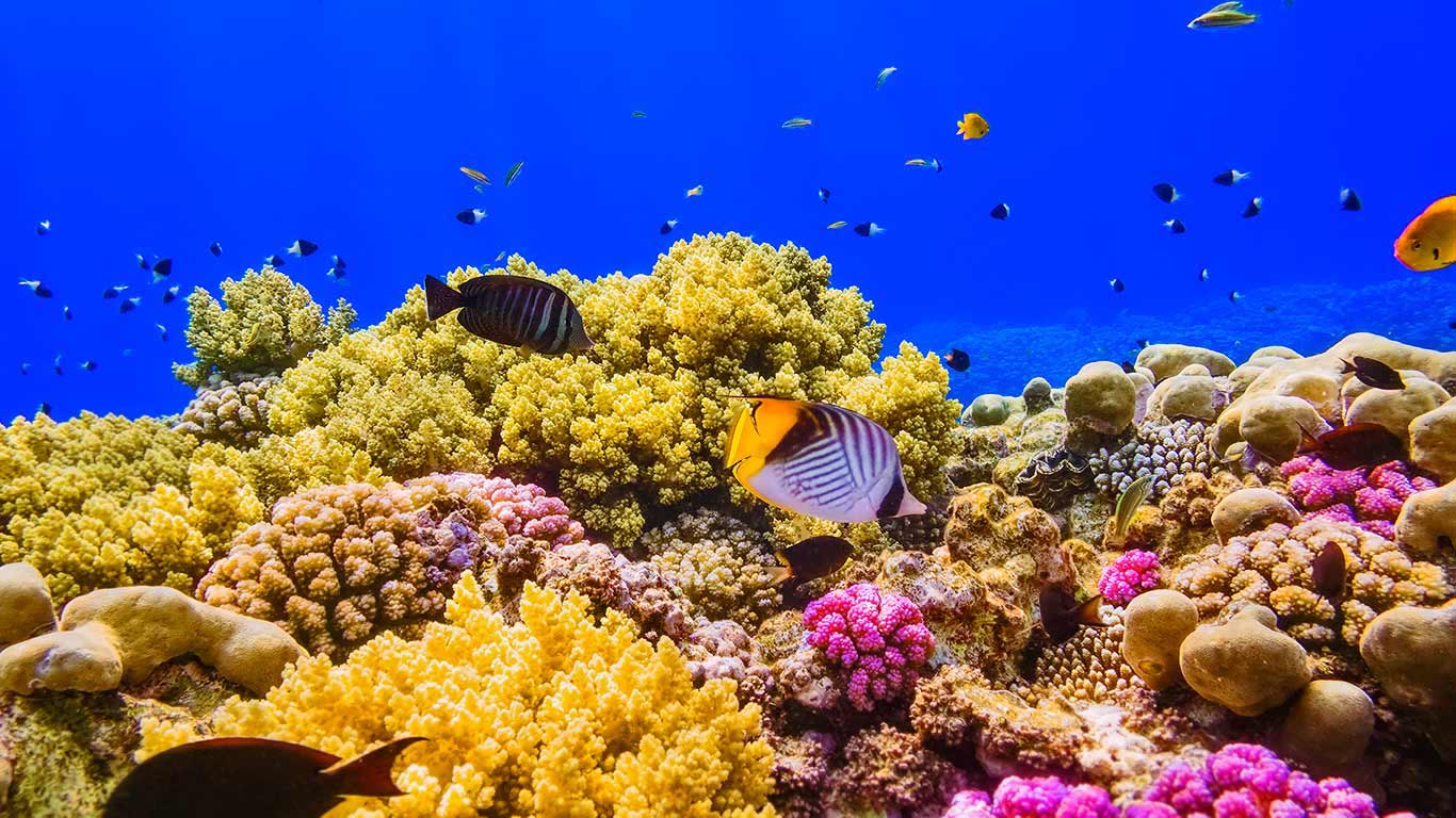 A coral reef in the Red Sea near Egypt (© cinoby/iStock/Getty Images)(Bing Canada)