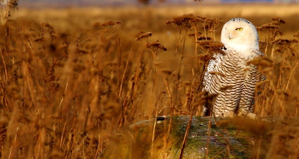 雪鸮 (© Stephen Matera) &copy; (Bing China)