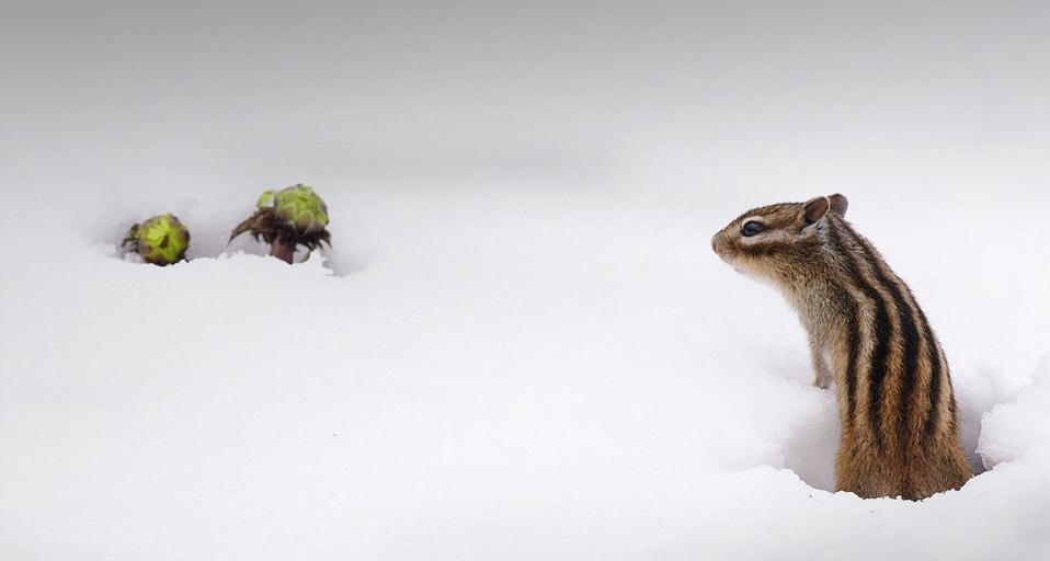 ｢エゾシマリス｣北海道, 標茶町 (© Datacraft/UIG/ageFOTOSTOCK) &copy; (Bing Japan)