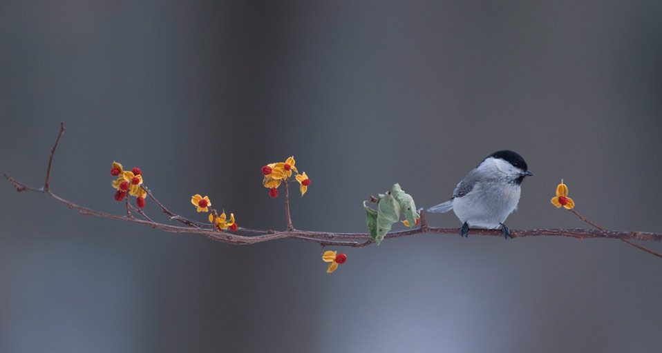 春天枝头的小鸟 -- Aso Fujita/Corbis &copy; (Bing China)