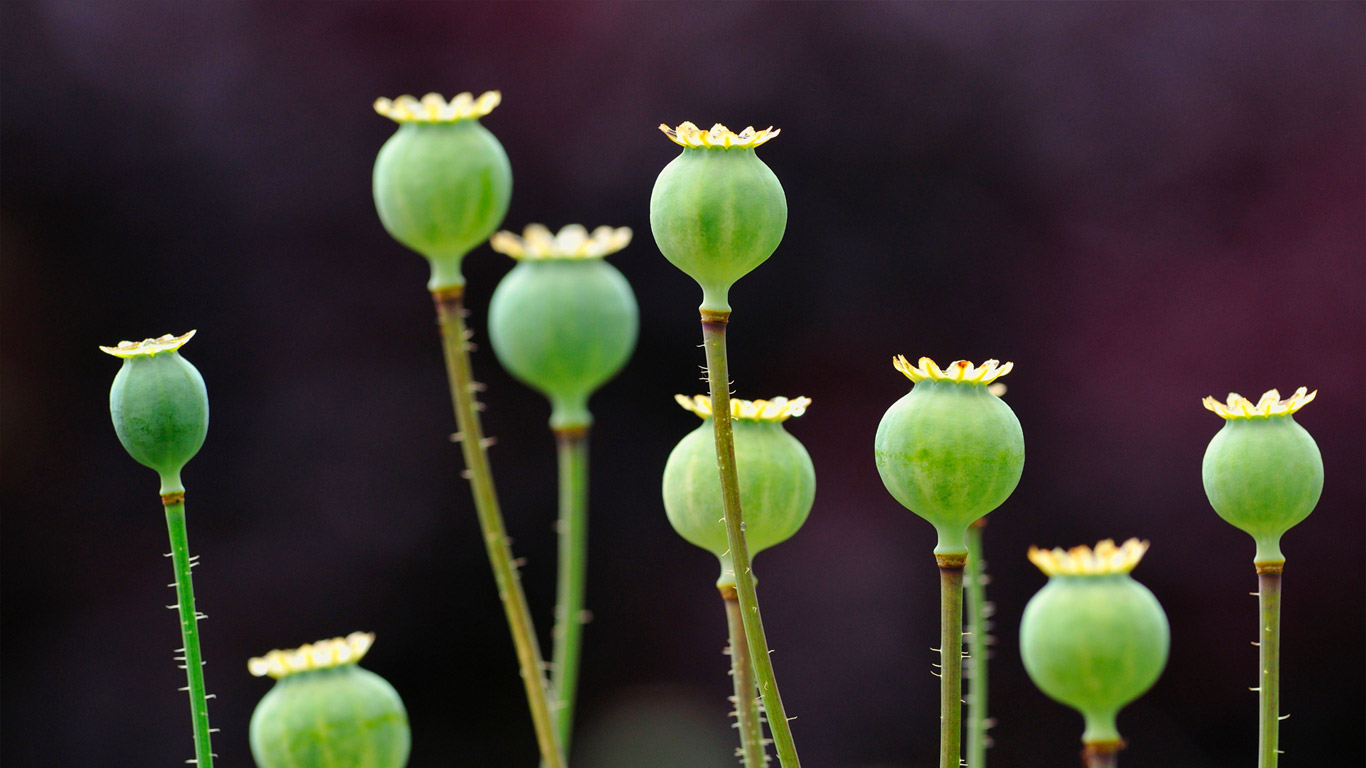 罂粟果实 (© blickwinkel/Alamy)(Bing China)