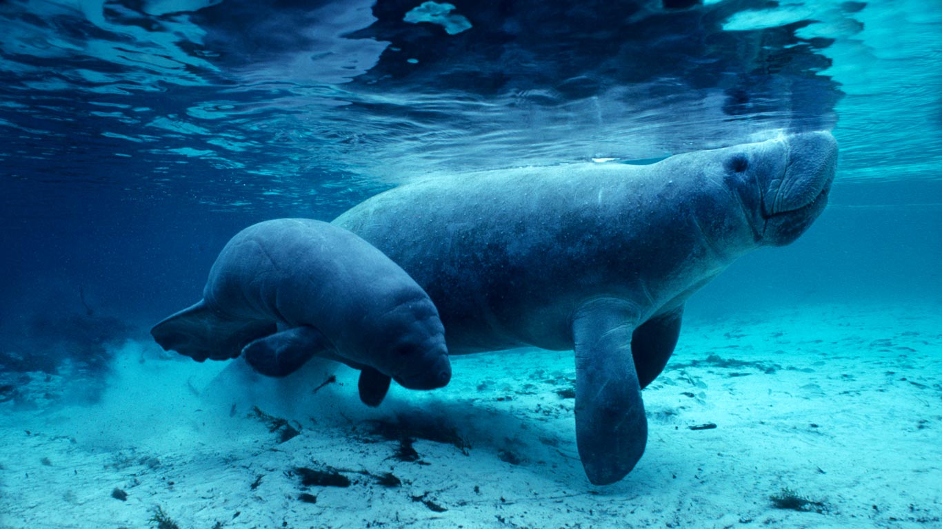 美国佛罗里达州，水晶河里的西印度海牛 (© Daniel J. Cox/Corbis)(Bing China)