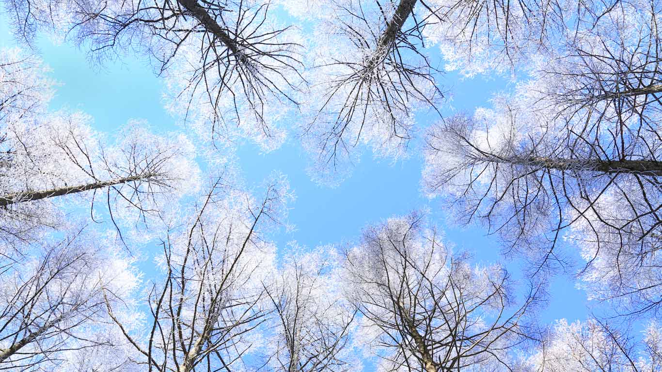 长野县落叶松林的上空 (© SHOSEI/Aflo/Getty Images)(Bing China)