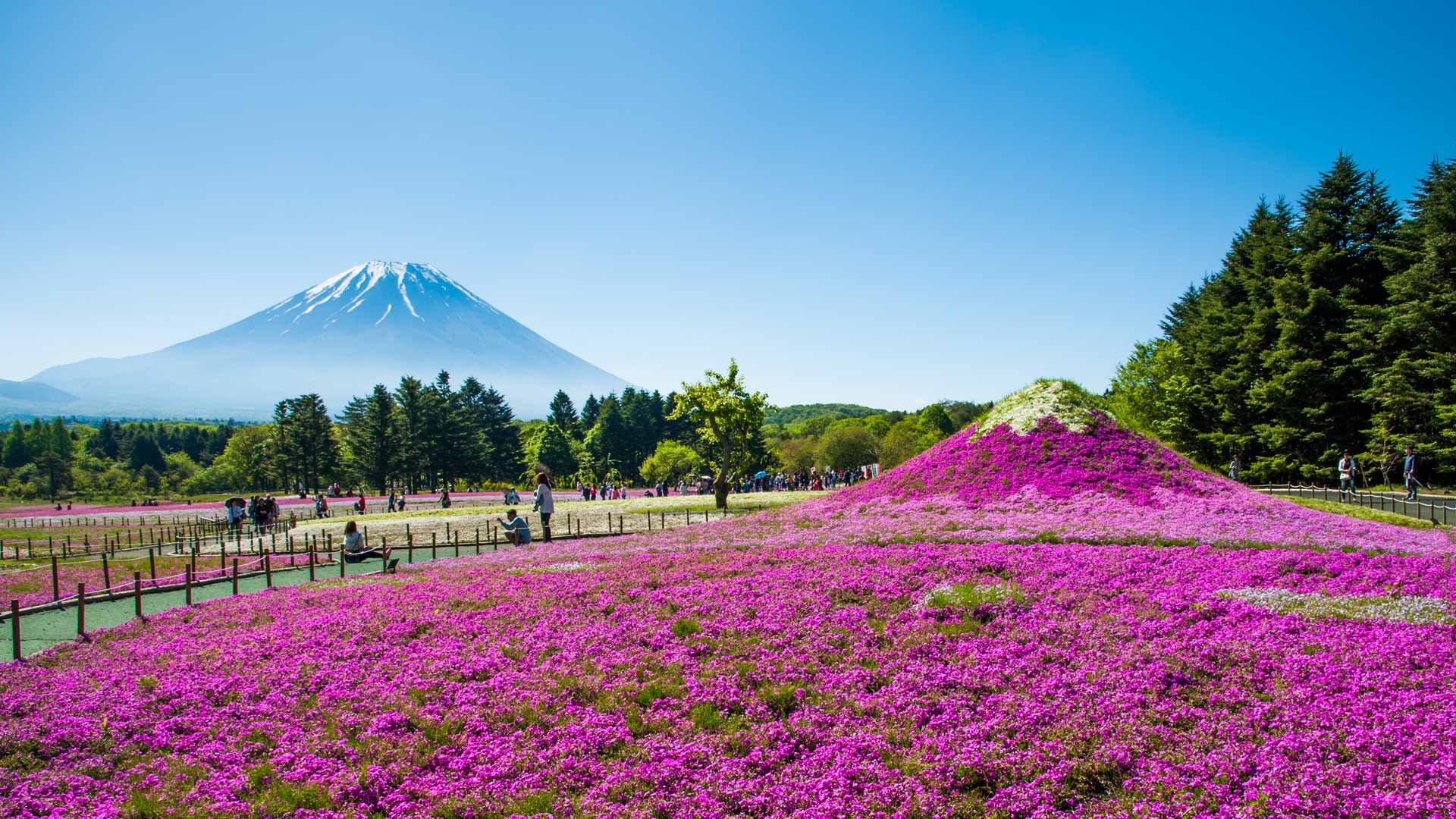 富士山与丛生福禄考花田，日本山梨县 (© Srinil/shutterstock)(Bing China)