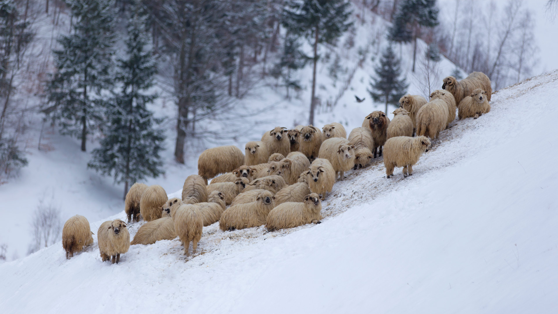 Flock of sheep in the mountains, during winter (© cta88/iStock/Getty Images Plus)(Bing Australia)