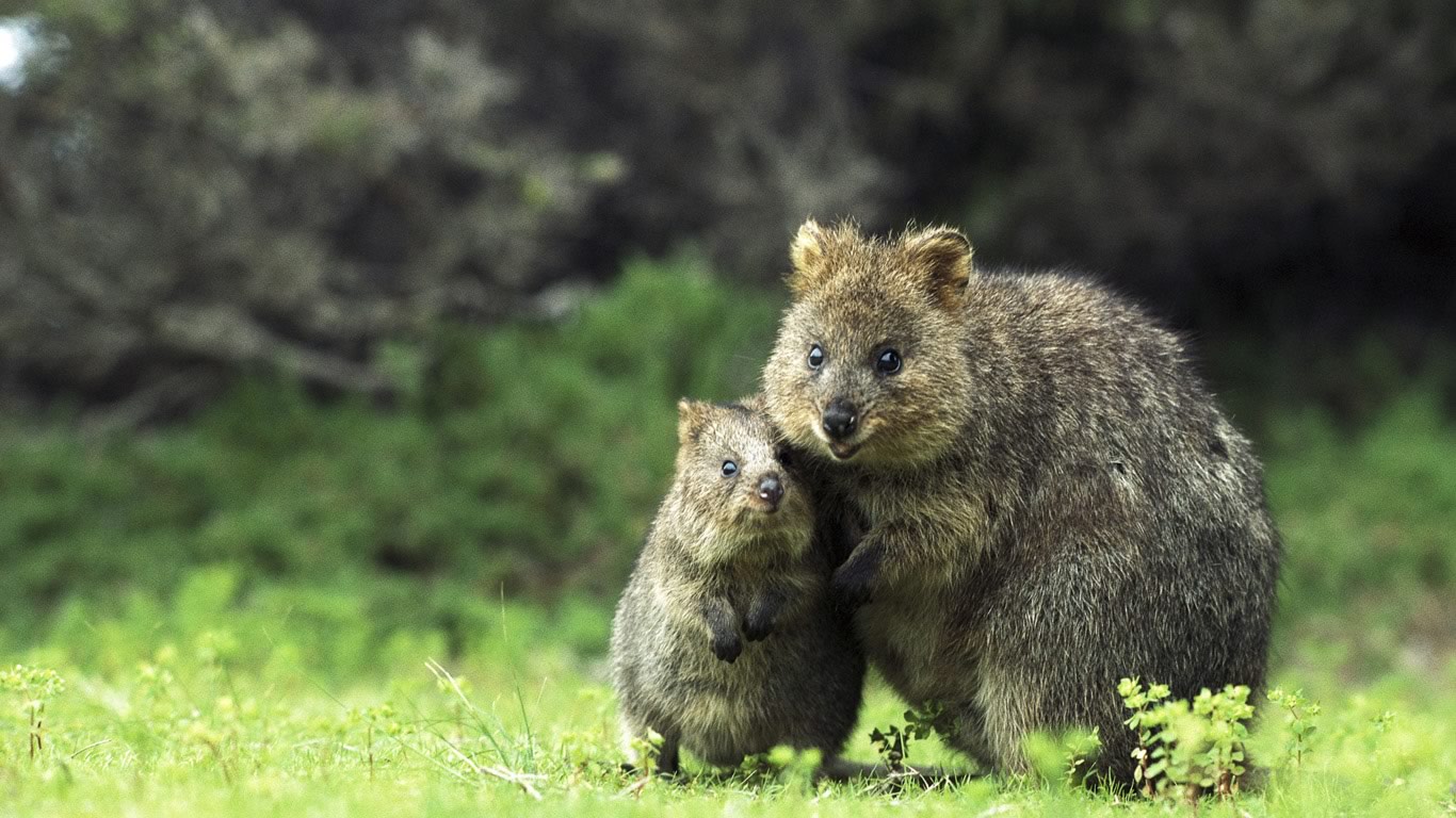 Quokka mother and son on Rottnest Island, Western Australia (© Jean-Paul Ferrero/Mary Evans Picture Library Ltd/AGE Fotostock)(Bing Australia)