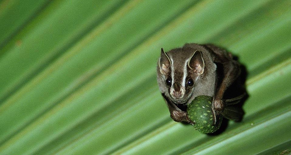 Eine Gelbohr-Fledermaus (Uroderma bilobatum) ruht sich unter einem Palmenblatt aus und schält eine Feige vor dem Verzehr, Regenwald, Panama(© Norbert Wu/Minden Pictures/Corbis) &copy; (Bing Germany)