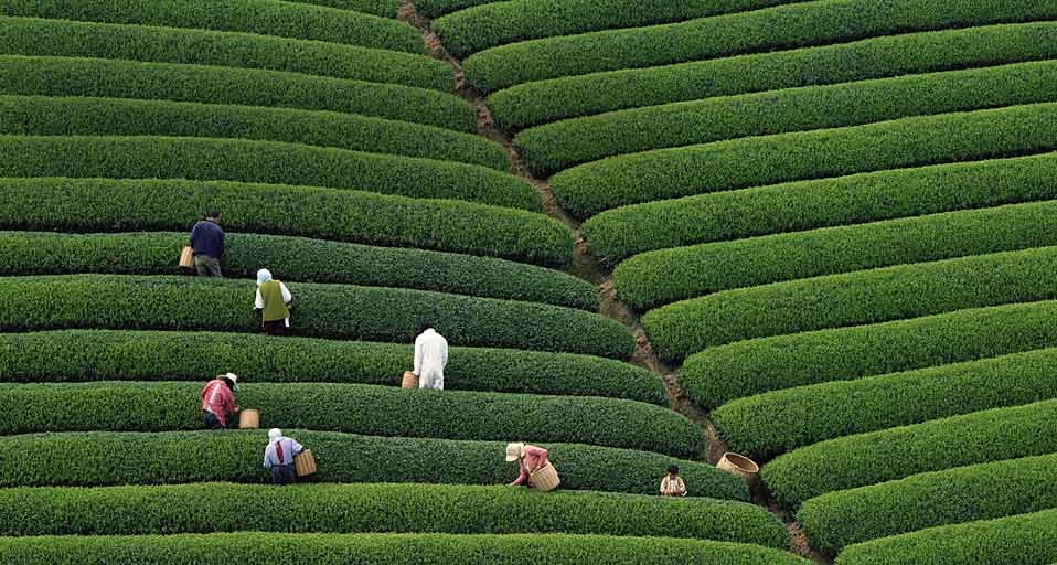 ｢段々畑の茶摘み｣静岡 -- PhotoLink/Getty images &copy; (Bing Japan)