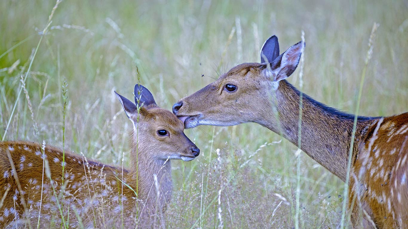 Sika deer with fawn, Haute Saone, France (© Morales/age fotostock)(Bing New Zealand)
