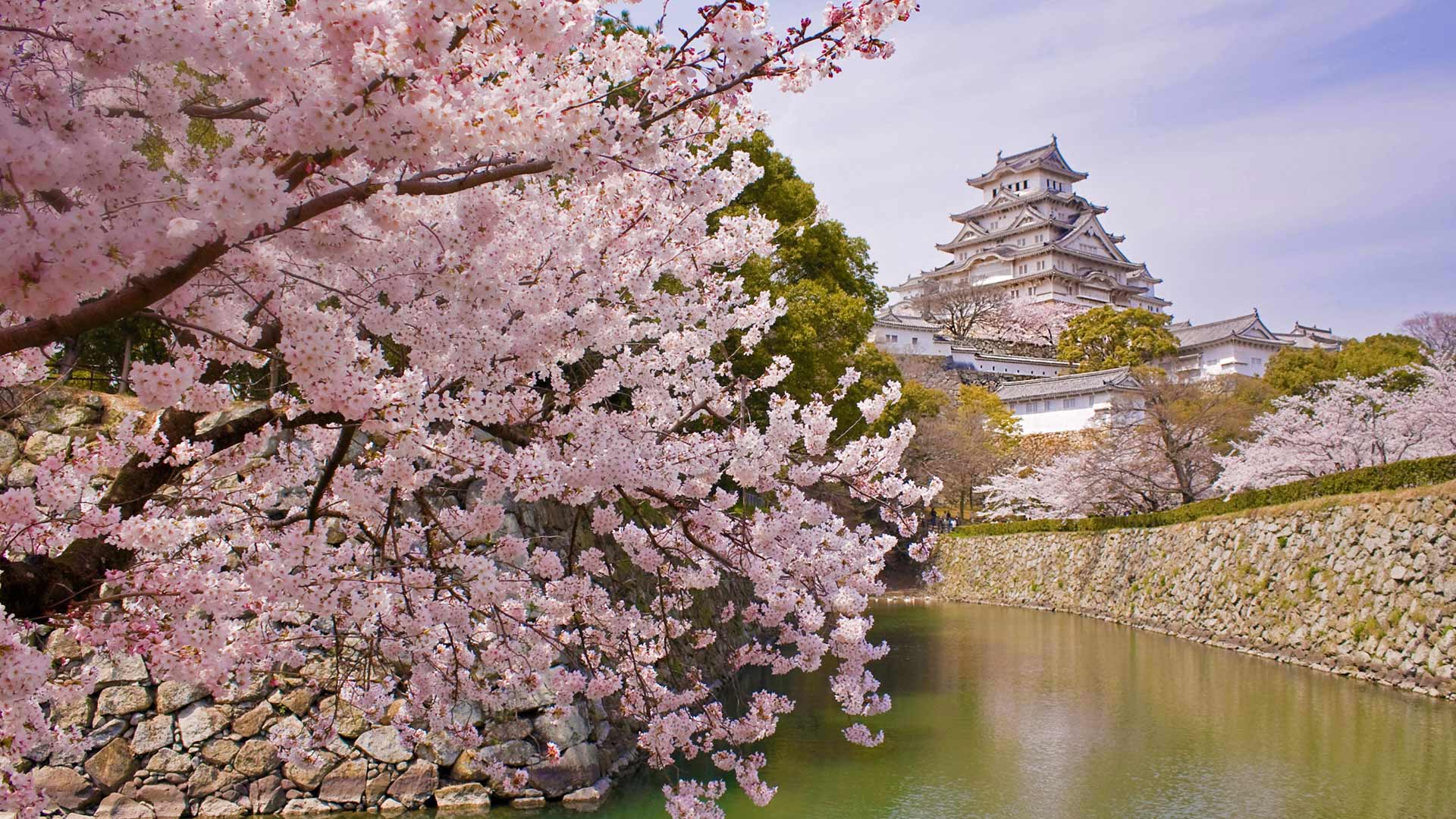 盛开的樱花和姬路城，日本姬路 (© Tororo/Getty Images)(Bing China)