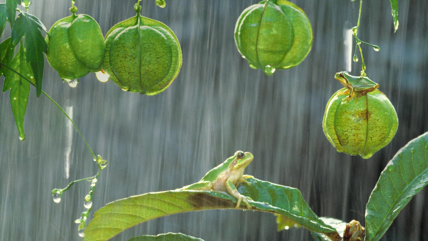日本树蛙 (© Shinji Kusano/Minden Pictures)(Bing China)