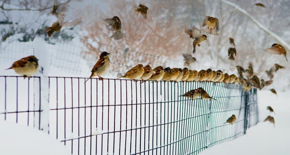 Birds landing and lifting off a snowy fence in New York City, New York (© Vegar Abelsnes Photography/Getty Images) &copy; (Bing Canada)