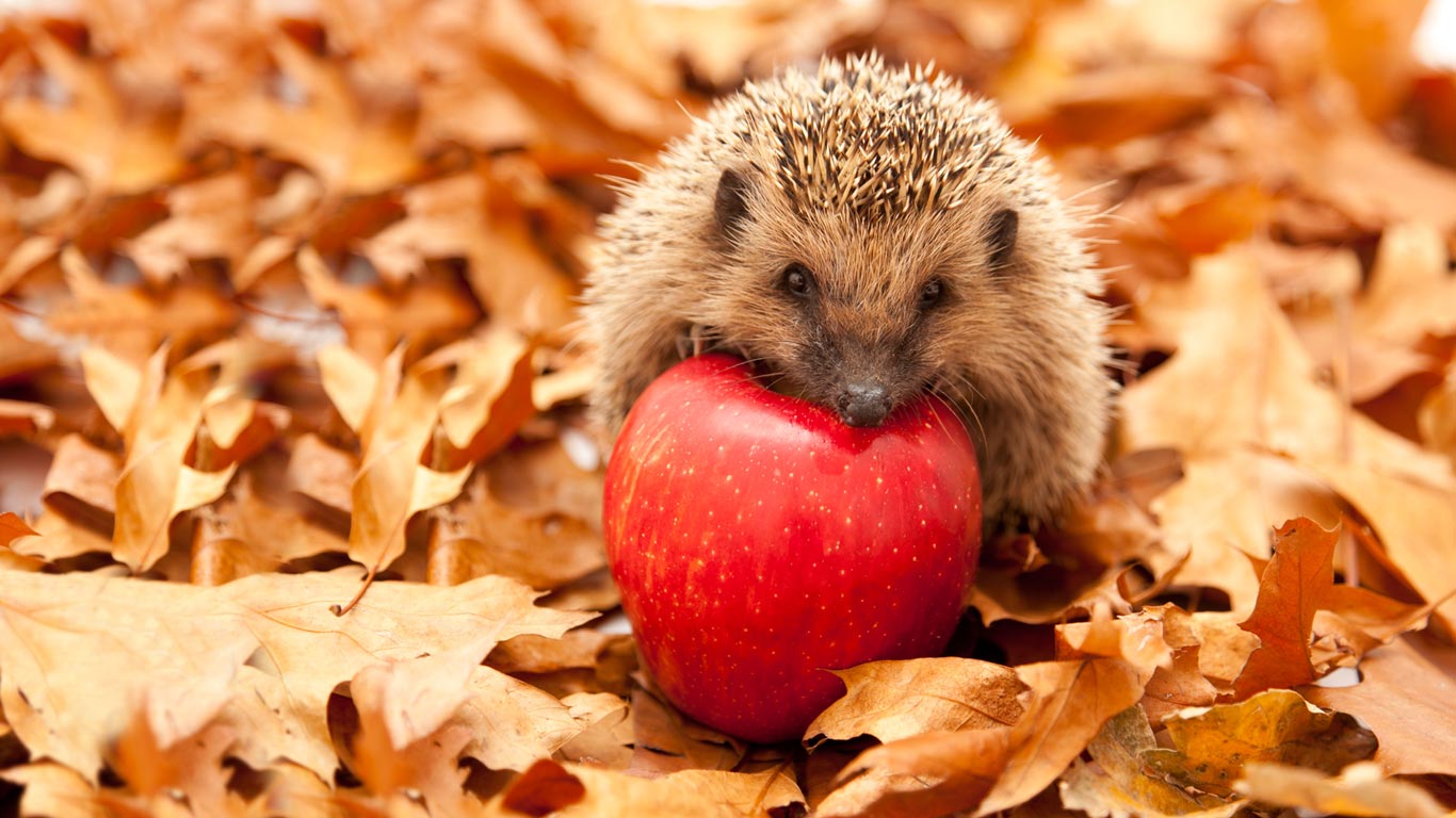 刺猬与红苹果 (© Przemyslaw Rzeszutko/Alamy)(Bing China)