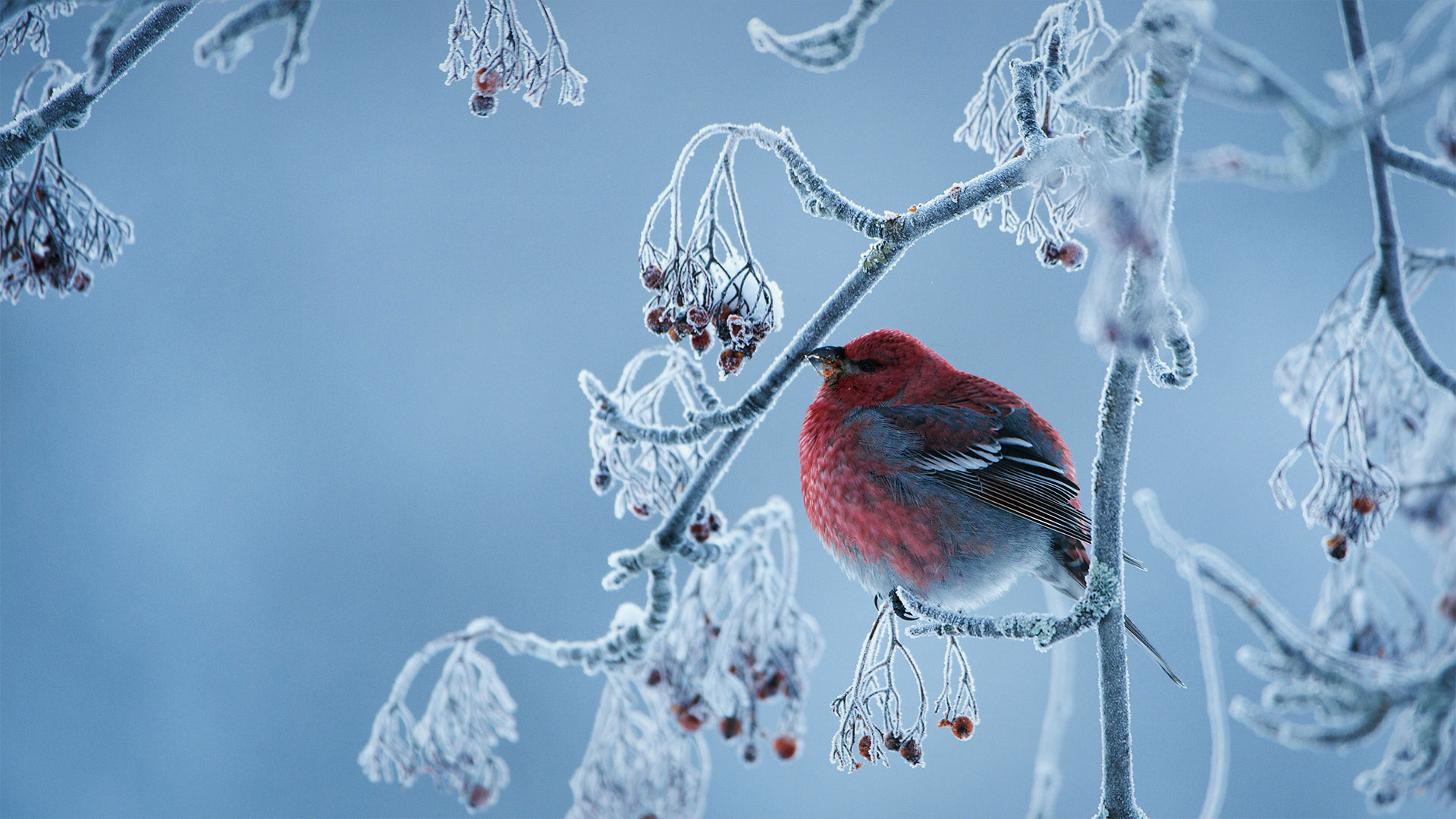 松雀 (© Peter Lilja/Getty Images)(Bing China)