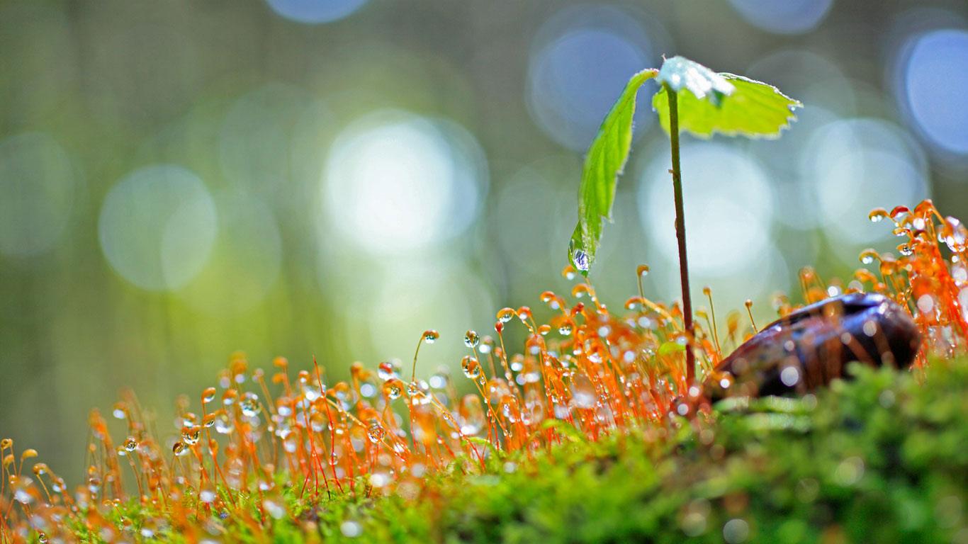 一棵刚萌芽的橡树苗 (© plusphoto/Getty Images)(Bing China)
