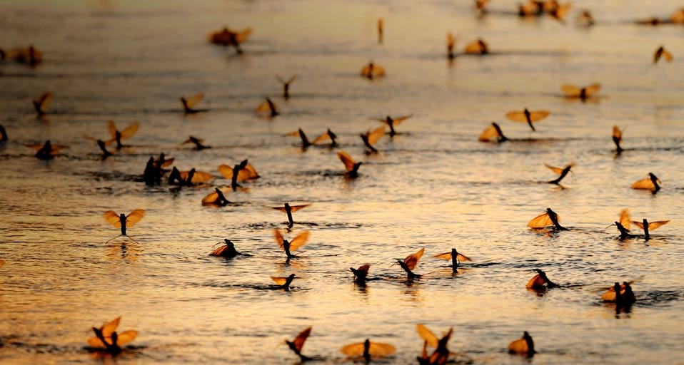 在蒂萨河孵化的长尾蝣 -- Solvin Zankl/Visuals Unlimited,Inc &copy; (Bing China)