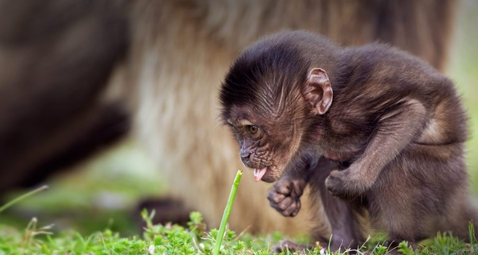 埃塞俄比亚瑟门山国家公园的小狒狒 (© Fiona Rogers/Corbis) &copy; (Bing China)