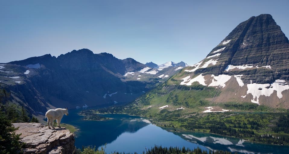 Mountain goat overlooking Hidden Lake and Bearhat Mountain, Glacier National Park, Montana -- Roberta Olenick/Corbis &copy; (Bing Canada)